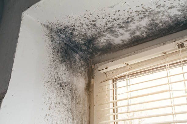 Affordable Mold Cleanup solutions in Somerset, MD
